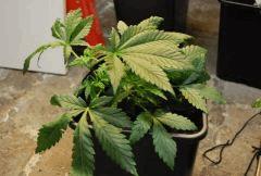 F 3 (12)