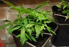 F 3 (10)