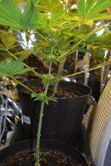F 55 (11)