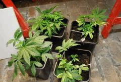 F 3 (5)