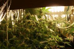 F 65 (9)