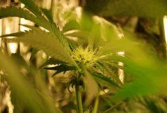 F 34 (7)
