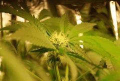 F 34 (6)