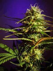 Royal Bluematic