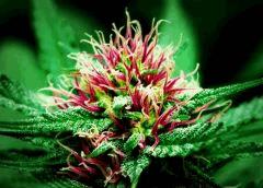 Pink Phenotype