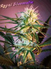 Royal Bluematic