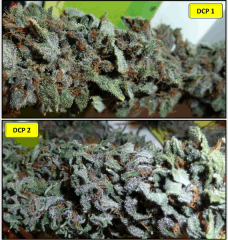 5 curing 2   Copy