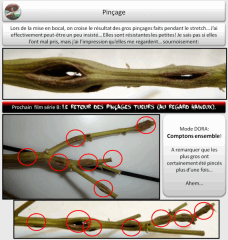 3 pincage   Copy