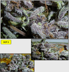 8 curing 5   Copy