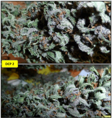 6 curing 3   Copy