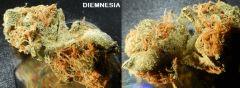 12 diemnesia early cut