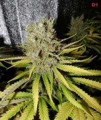 13 d1