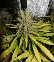 15 d1