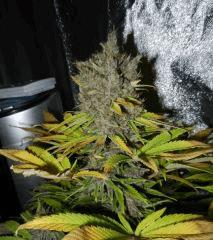 6 pck nep
