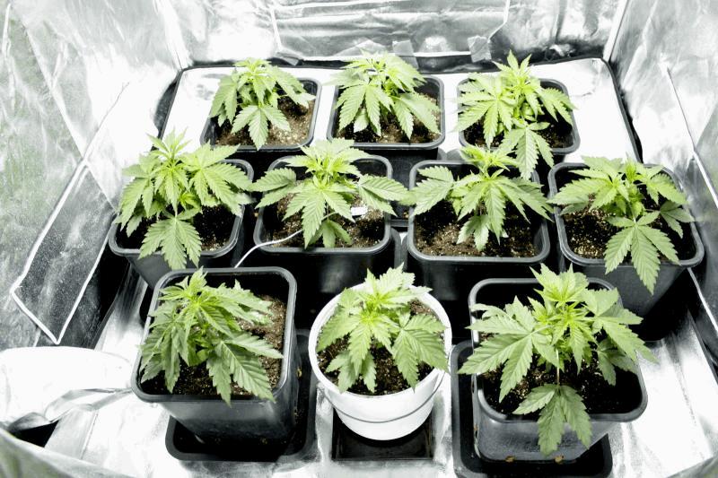 SSSDHxJack Karma Genetics