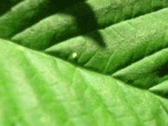 Des méchants insectes