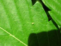 Des méchants insectes