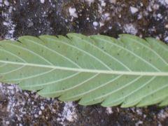 DSCN1578