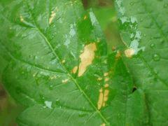 Taches jaune/rouille