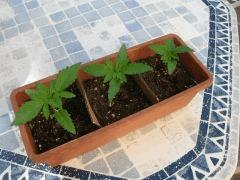 Skunk J18