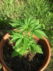 J36 Skunk