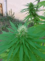 DSCN1565
