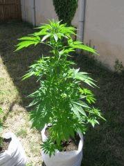 J59 S3