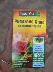 Pucerons choc