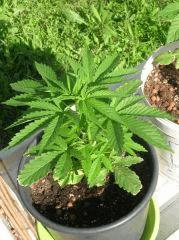 J36 Skunk