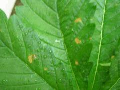 Taches jaune/rouille