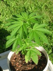 J36 Skunk