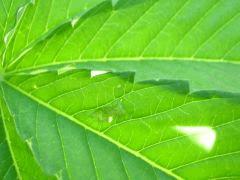 Des méchants insectes