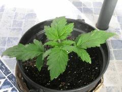 J28 (2)