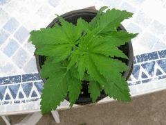 Skunk J30