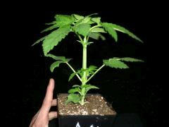 Amnésia x Kalijah (Cross perso)