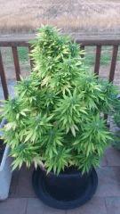 Green Devil (Tiki Seed)