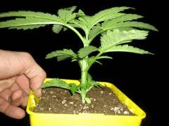 Confidential x Bambata (cross perso)