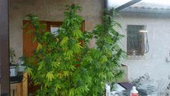 Diesel (Dinafem)