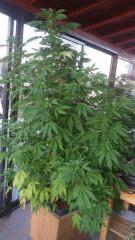 Diesel (Dinafem)