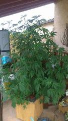 Diesel (Dinafem)