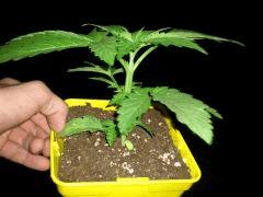 Confidential x Bambata (cross perso)