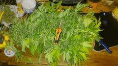 Diesel (Dinafem)