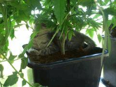 Green Devil :D