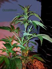 zamskunk