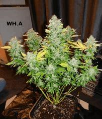 4 wha
