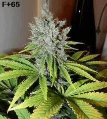 F 65 Bud