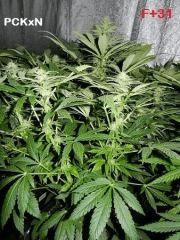 F 31