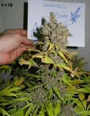 F 78 END
