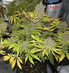 F 76
