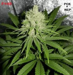 F 48